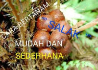 Image of Bertanam Salak
